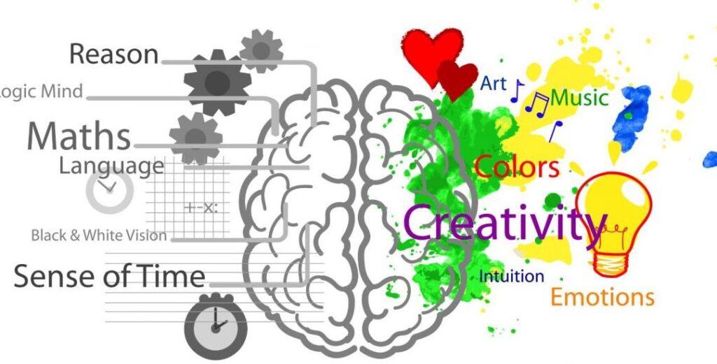 Cerebro plasticidad neuronal learning